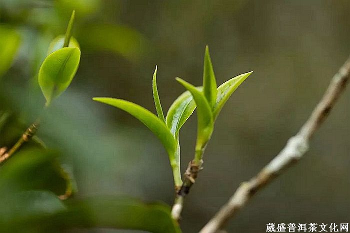 细品「倚邦贡茶」之帝王气息！