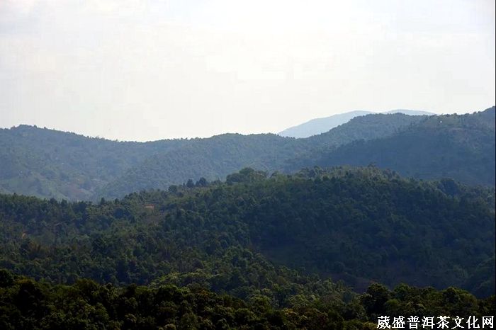 普洱，一片叶与一座城的复兴之路！